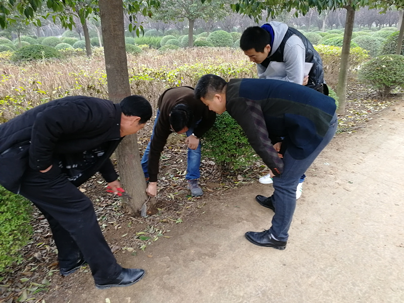 植物病虫害防治专家曹总赴高陵苗圃指导苗木病虫害以及防冻工作