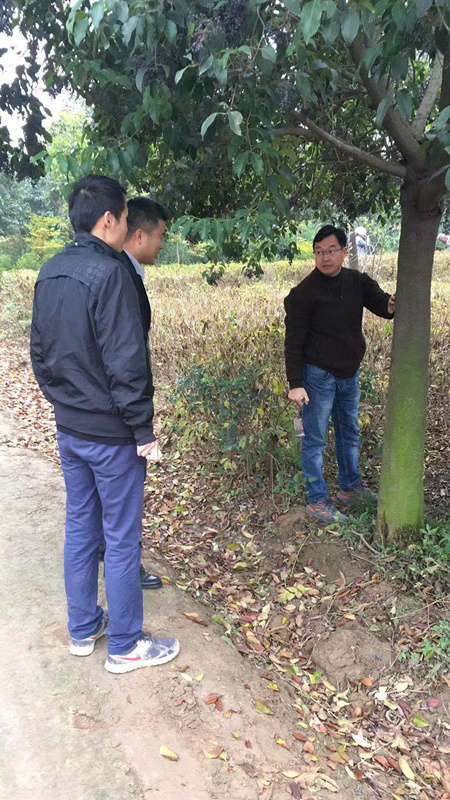 植物病虫害防治专家曹总赴高陵苗圃指导苗木病虫害以及防冻工作